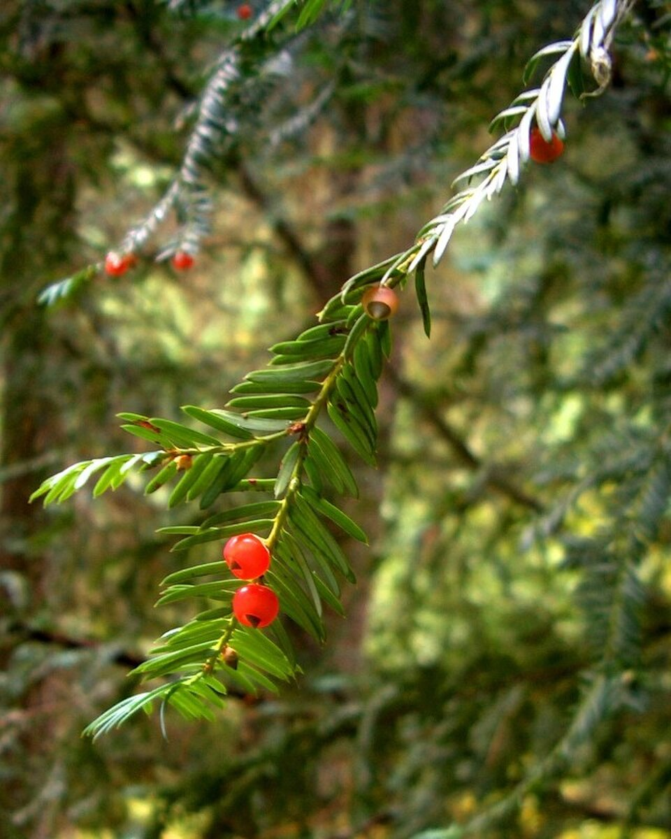 <p>What plant is this?</p>