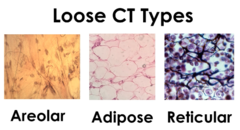 <p>1. Areolar</p><p>2. Adipose</p><p>3. Reticular</p>