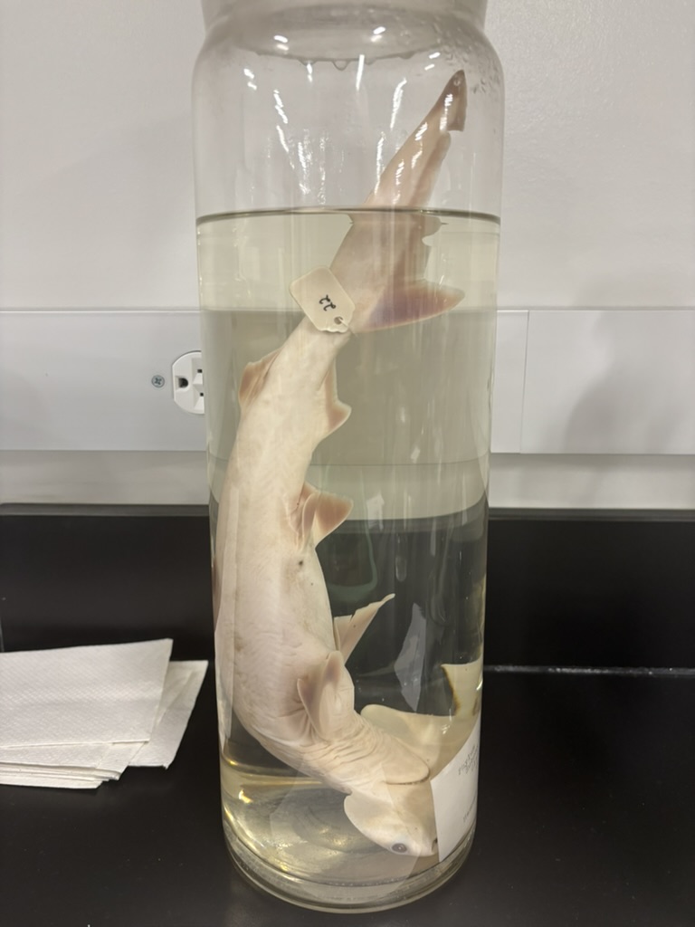 <p>What is this (phylum, subphylum, superclass, class, common name)?</p>