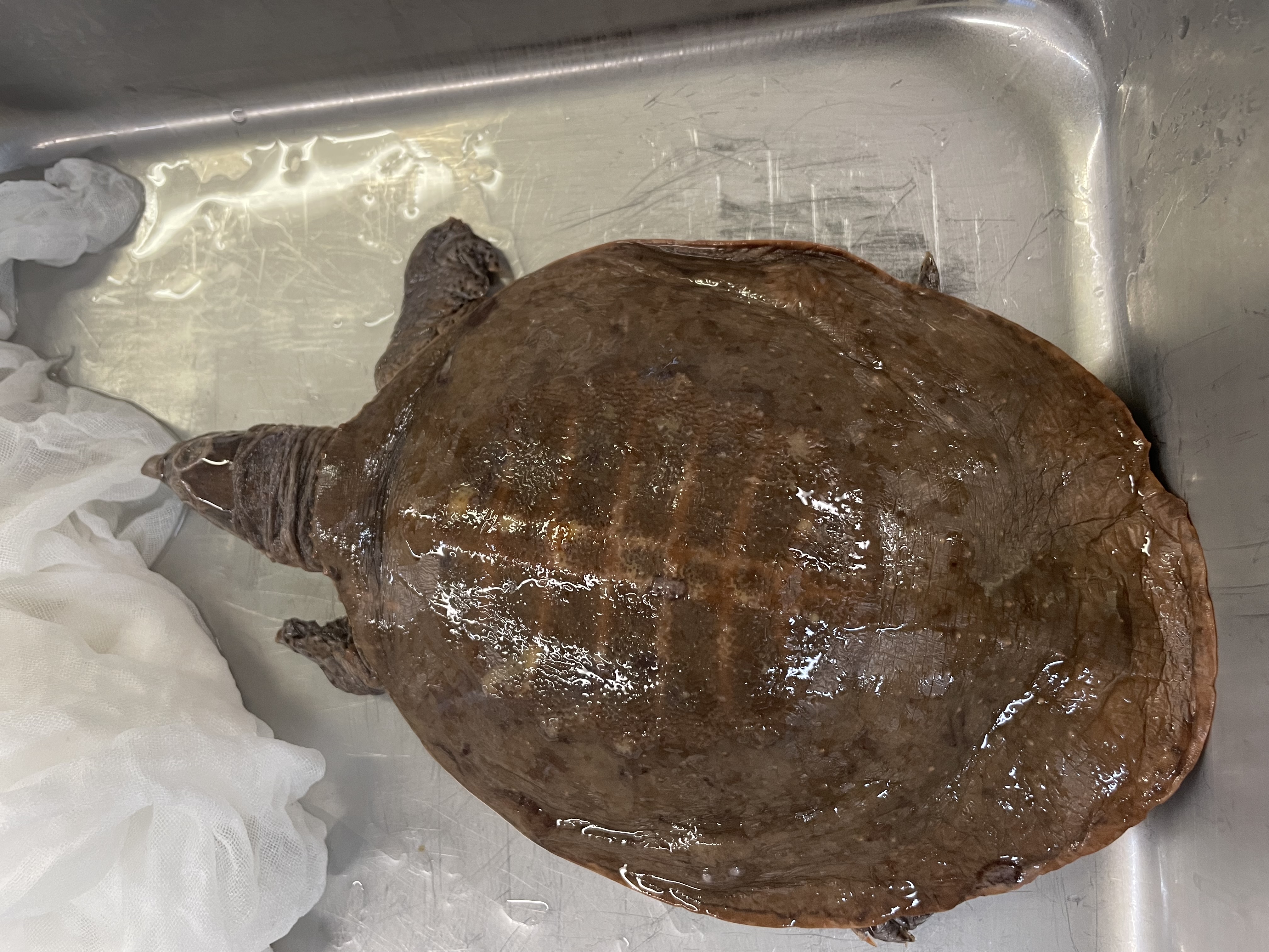 <p>Genus and species</p>