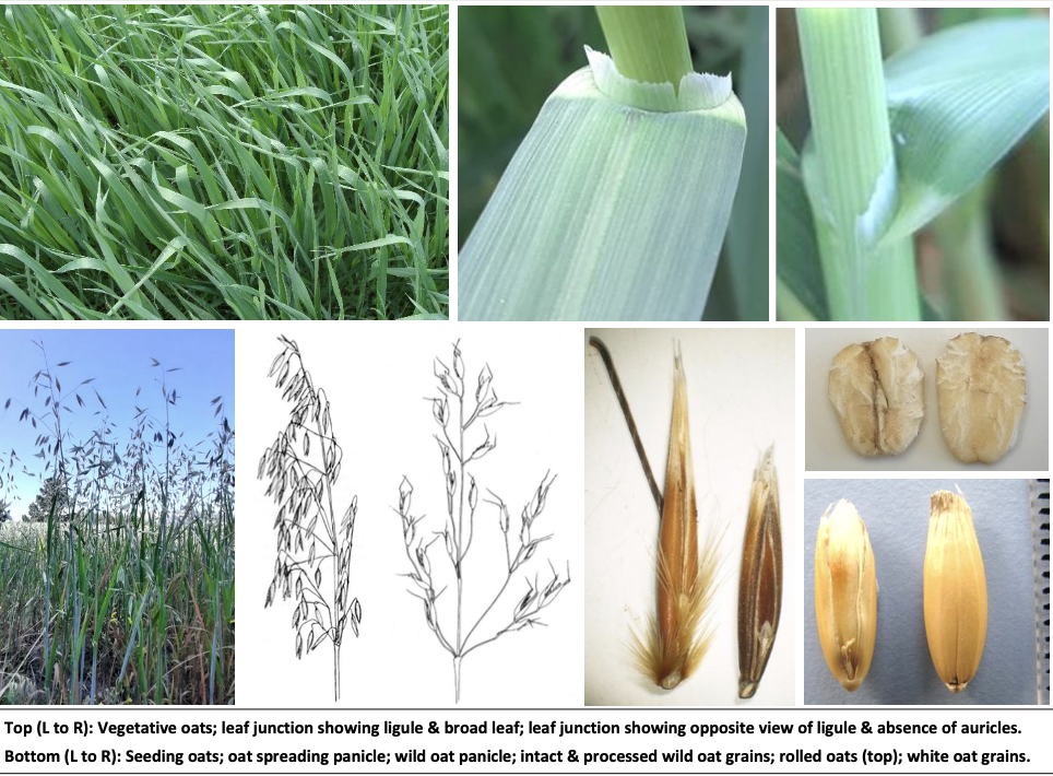 <p><strong>Plant family:</strong> Poaceae<br><strong>Life cycle:</strong> Annual<br><strong>Key persistence/spread:</strong> Seed only<br><strong>Farming systems:</strong> Greenfeed, silage, grain</p><p><strong>How to identify</strong></p><p>They are an annual cereal with a looser, more open growth habit than wheat or barley. Plants tend to look softer and less rigid, particularly in the leaves and stems.</p><p>Leaves are broad, flat, and soft, often bluish‑green. They lack auricles entirely, which is a key diagnostic feature when compared with wheat and barley. The emerging leaf is rolled.</p><p>The most distinctive feature is the seed head, which is a branched, drooping panicle rather than a spike. Individual spikelets hang on long stalks, giving flowering oats a relaxed, nodding appearance.</p><p>They are rarely confused with other cereals once the panicle is visible.</p>