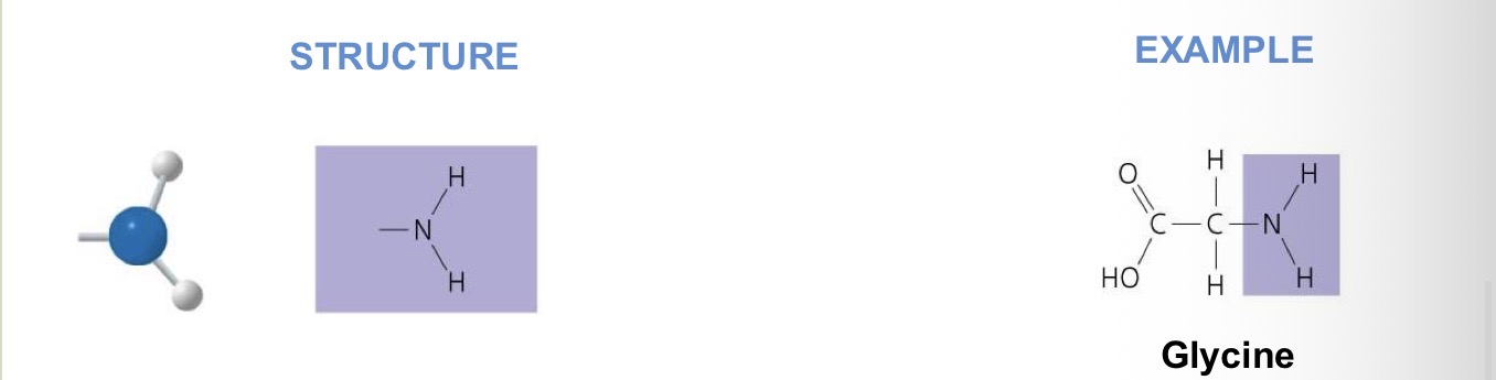 <p>What chemical group is this?</p><p>Functional properties:</p><ul><li><p>acts as a base</p></li><li><p>Polar</p></li></ul><p></p>