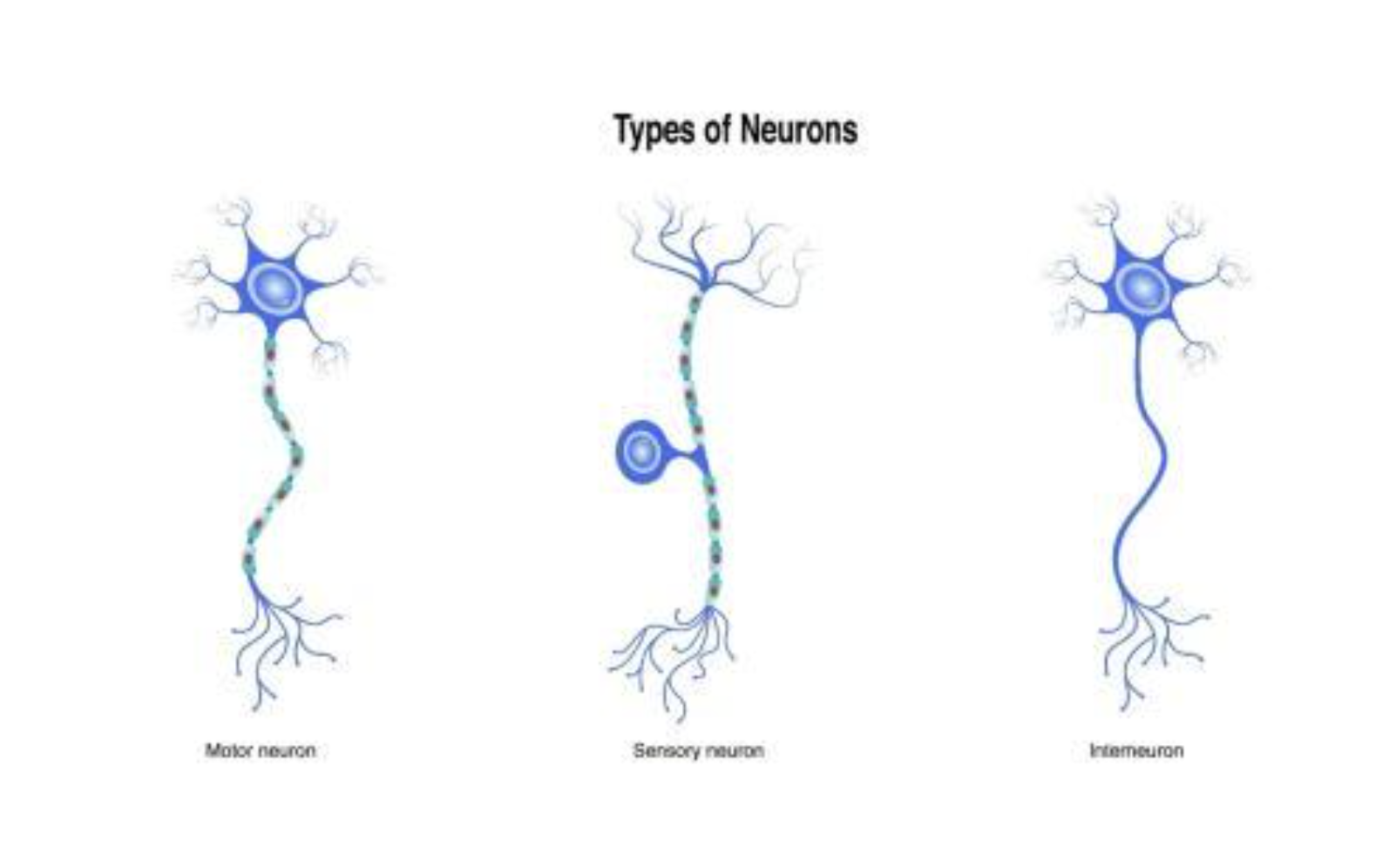 <p>Motor Neuron </p><ul><li><p>Short Dendrones </p></li></ul><ul><li><p>Long Axons </p></li></ul><p>Sensory Neuron </p><ul><li><p>Long Axon </p></li><li><p>Short Dendrones </p></li><li><p>Middle Cell Body </p></li></ul><p>Relay Neuron </p><ul><li><p>Short Dendrones </p></li><li><p>Short Axon </p></li></ul><p></p>
