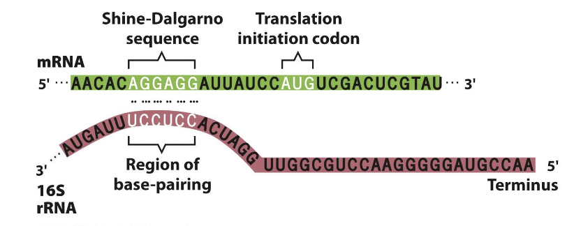 <p>Shine-Dalgarno Sequence</p><ul><li><p>neaer 5’ end of mRNA, upstream of start codon</p></li><li><p>This sequence is complementary to the 16s rRNA component of the small ribosomal subunit</p></li><li><p>The ribosome P-site is positioned opposite the AUG start codon via this RNA: RNA pairing</p></li></ul><p></p>