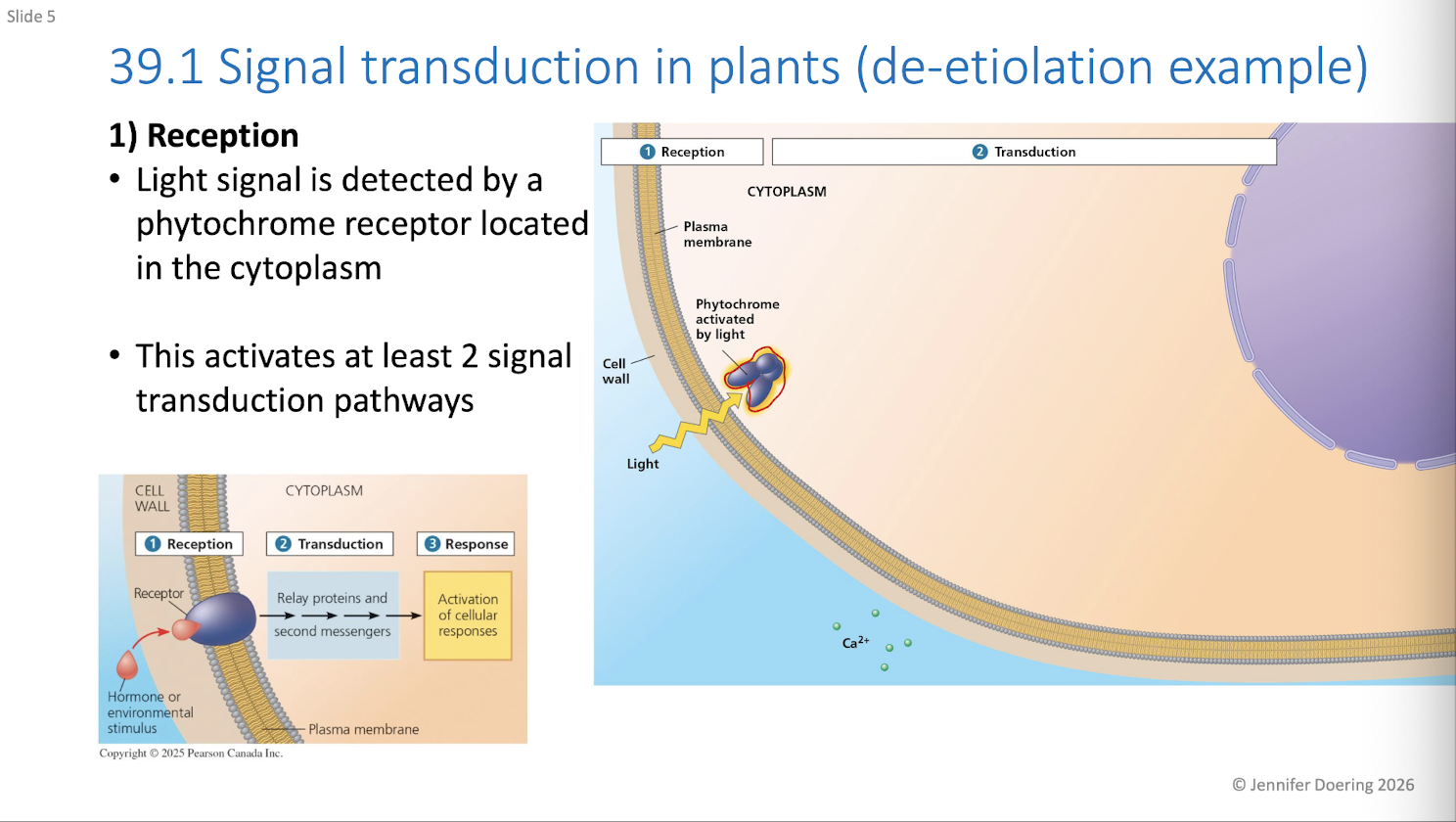 <ul><li><p>llight signal is detected by a pytochrome receptor located in the cytooplasm</p></li><li><p>this activates at least 2 signal transduction pathways</p></li></ul><p></p>