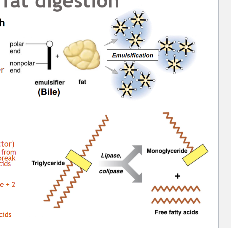 <p>Small intestine (primary location of lipid digestion)</p>