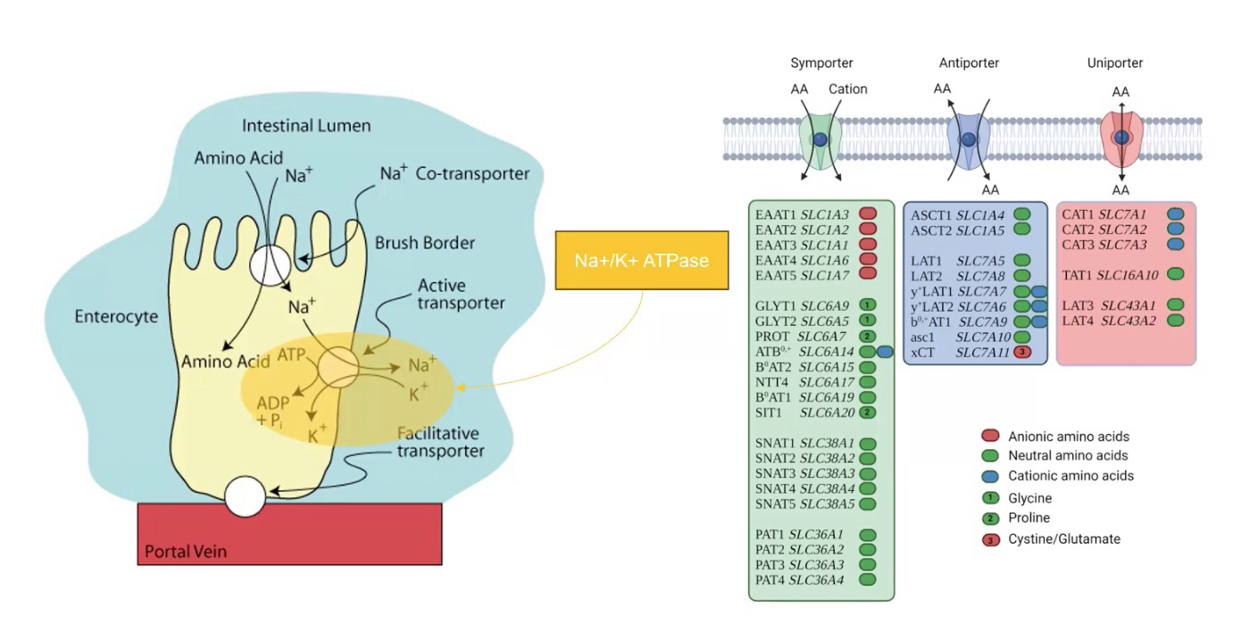 <p>Many types of symporters, antiporters, and uniporters take in AA</p><p>This is typically facilitated via a gradient that is produced, for example, by NA<sup>+</sup>/K<sup>+</sup> and ATPase</p><p>Active transport takes in AA from the intestines</p><p>Gradient-based diffusion (Facilitative transporters) takes AA from epithelial cells and transfers it to bloodstream</p>