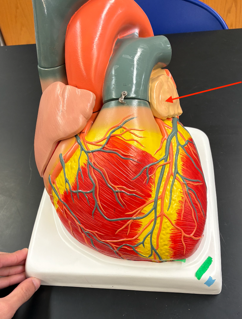 <p><span>Small flap extending from the </span><strong>left atrium</strong><span>, visible on the front.</span></p>