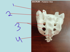 <p>sacrum posterior - #2</p>