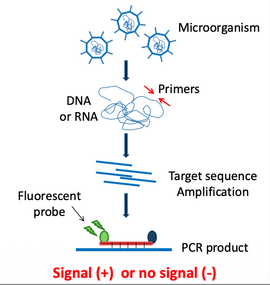 <ul><li><p>DNA (or RNA) extraction → Target sequence amplification with qPCR (or RT-qPCR) → Simultaneous detection of products w/ fluorescent probes</p></li></ul><p></p>