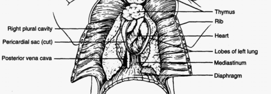 <p>Thoracic cavity</p>