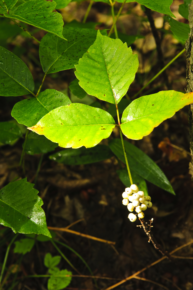 <p>A Poinson-Ivy Vine (Alternate, 3 leaves, aerial roots, with yellow-white berries)</p>