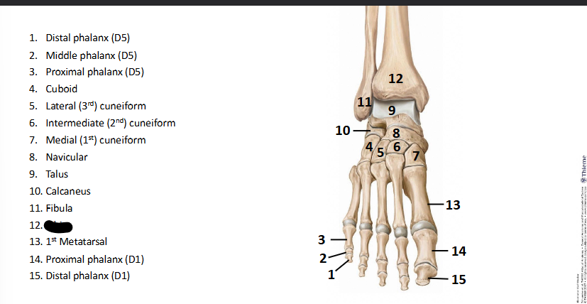 <p>What bone landmark of <strong>Foot?</strong></p>