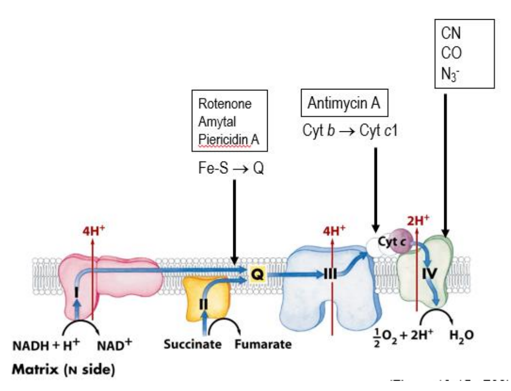 <p>Whoa are the inhibitors of the electron transport chain and ATP synthesis?</p>