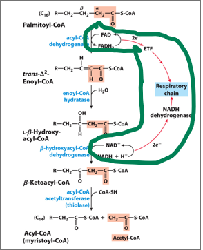 <p>What do the electrson carried from the oxidation steps of beta oxidation have in relevence of generating ATP</p>