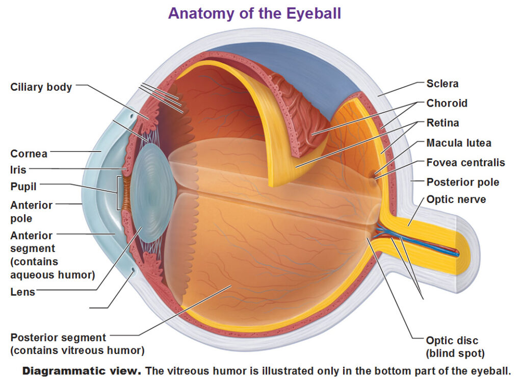 <p>Optic Nerve</p>