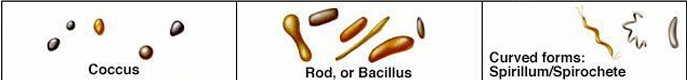 <p>Coccus (cocci), rod or bacillus, and curved forms (spirillum / spirochete).</p>