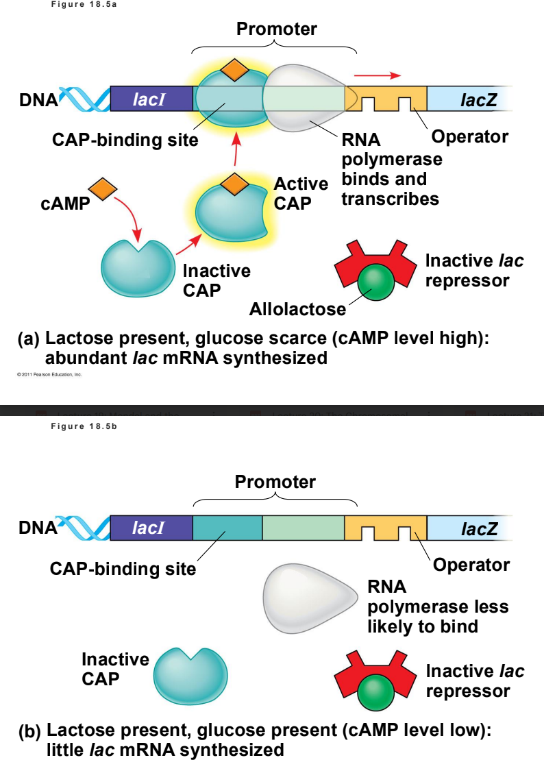 <p>Positive gene regulation is a mechanism where regulatory proteins, known as activators, bind to specific DNA sequences to promote and increase the transcription of a gene into messenger RNA (mRNA). Without this active protein, the target genes typically remain unexpressed or transcribed at very low basal levels</p><p><strong>1. Prokaryotic Activators (e.g., The Lac Operon)</strong></p><p>In bacteria like <em>E.coli,</em> when glucose is scarce but lactose is available, the cell needs to break down lactose for energy.</p><ul><li><p><span><strong>The Process:</strong> Low glucose levels lead to an accumulation of cyclic AMP (cAMP). cAMP binds to the Catabolite Activator Protein (CAP), activating it.</span></p></li><li><p><span><strong>The Result:</strong> The cAMP-CAP complex binds to the promoter region of DNA, physically helping RNA polymerase attach. This positively regulates the operon, causing the cell to rapidly produce the enzymes needed to digest lactose. </span></p></li></ul><p><span><strong>2. Eukaryotic Transcription Factors</strong></span></p><p><span>In multicellular organisms, positive regulation is the dominant form of control, as the default state of most genes is "off". </span></p><ul><li><p><span><strong>Activators &amp; Enhancers:</strong> Activator proteins bind to specific DNA regions called enhancers.</span></p></li><li><p><span><strong>Mediator Proteins:</strong> These activators interact with mediator proteins and general transcription factors to assemble a functional transcription complex.</span></p></li><li><p><span><strong>The Result:</strong> This coordinated binding pulls RNA polymerase to the promoter, significantly upregulating the rate of transcription.</span></p></li></ul><p><span>Why It Matters</span></p><p><span>Positive regulation acts much like a volume knob that turns up gene production. It allows organisms to adapt to stress, grow, and differentiate by only producing specific proteins exactly when they are required.</span></p>