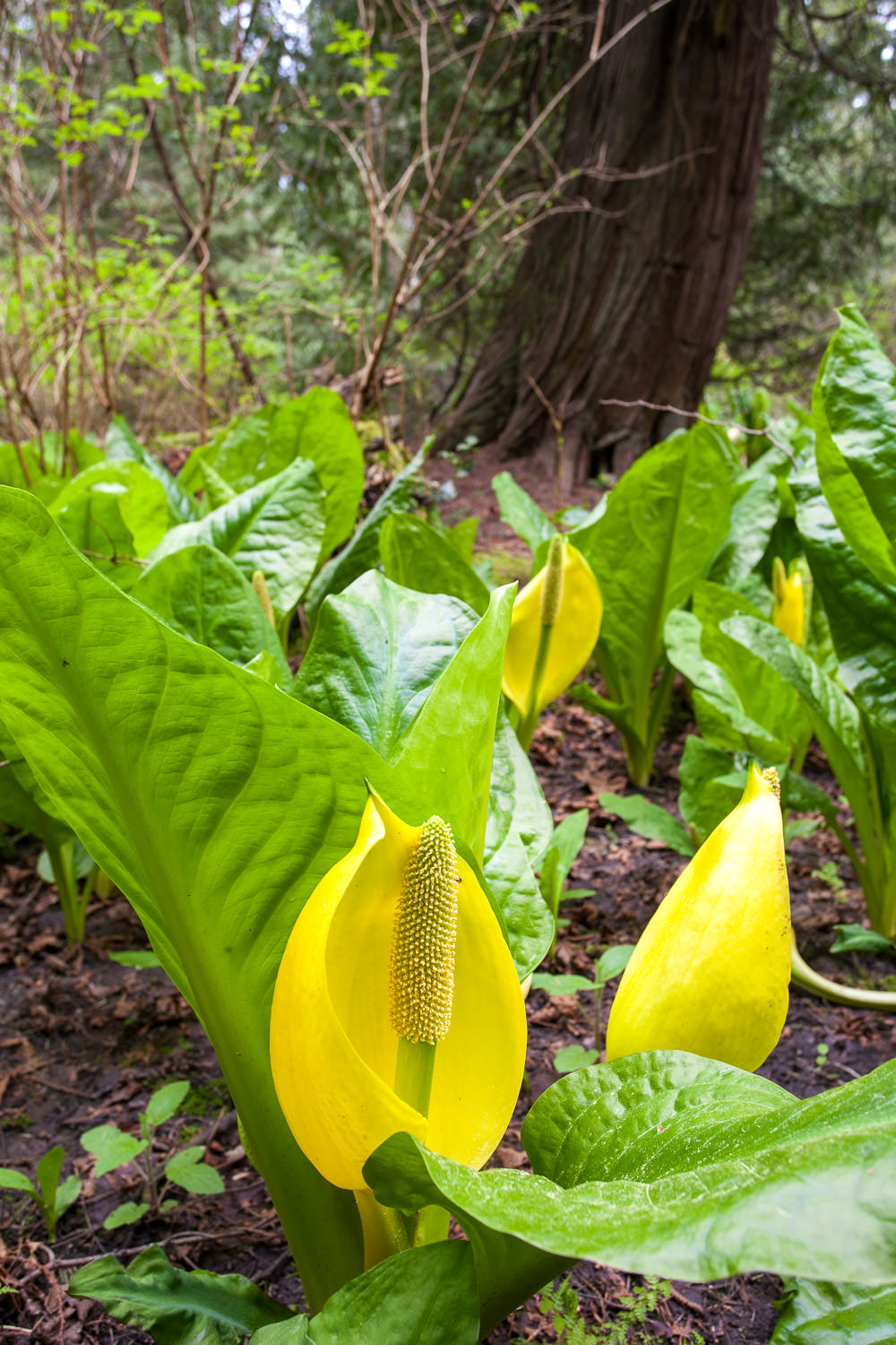 <ul><li><p>only grows in standing water or saturated soils (dw the wetlands gotchu)</p><ul><li><p><strong>HUGE 1 METER leaves</strong></p></li><li><p>tiny flowers are surrounded by a yellow spathe</p></li><li><p>stinks (in the spring)</p></li></ul></li><li><p>use the tree trunk in the background of the photo as a size reference…these r pretty huge</p></li></ul><p></p>