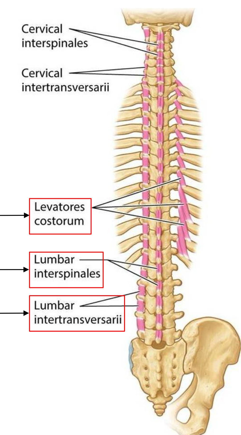 <p>Action: extension</p><p>Innervation: posterior rami of spinal nerves</p>