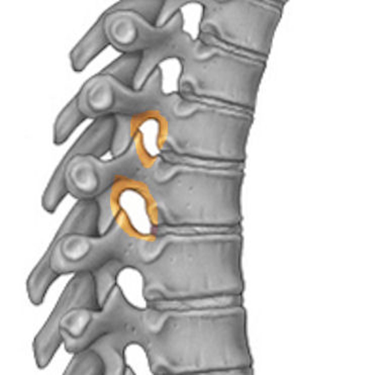 <p>opening between vertebrae for passage of a spinal nerve</p>