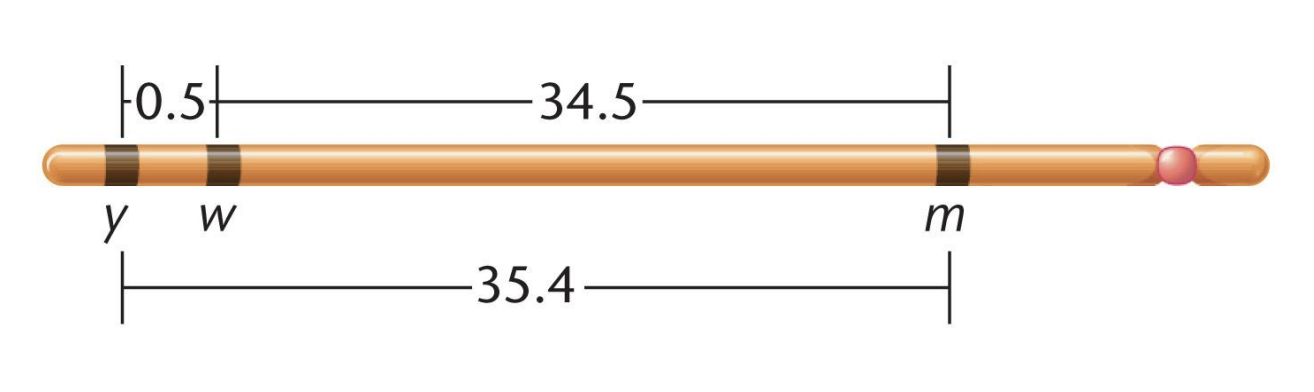 <ul><li><p>Map unit (mu)</p></li><li><p>centi-Morgans (cM)</p></li></ul><p></p>