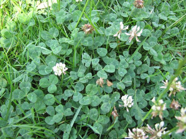 <p>A low-growing plant characterized by creeping stems with three leaflets per leaf and round clusters of small white or pale purple flowers.</p>