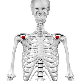 Coracoid process - Wikipedia