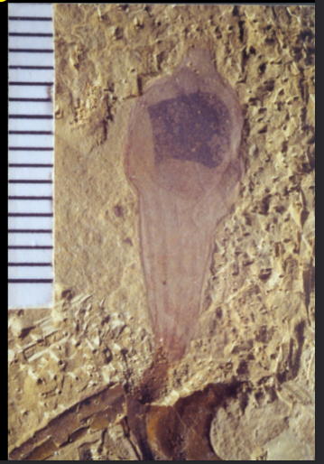 <ul><li><p>earliest tunicate</p></li><li><p>cambrain </p></li></ul><p></p>