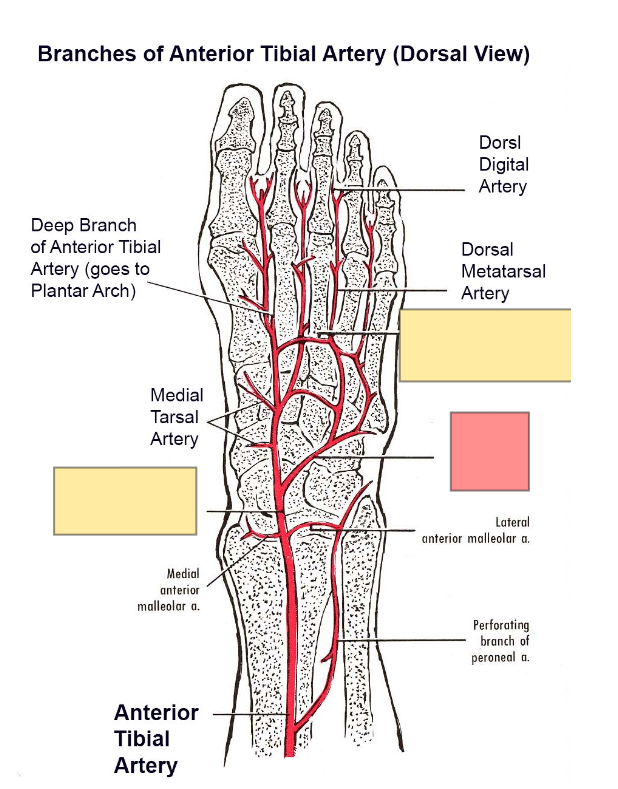 <p>Identify the artery</p>