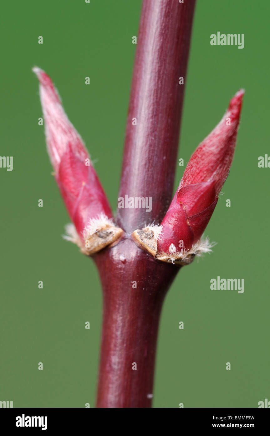 <p>Japanese Maple </p><ul><li><p>Not reliably hardy in zone 4-5</p></li><li><p>Standard form - 20ft or smaller </p></li><li><p>Usually smooth gray bark - many green stemmed + red new growth cultivars </p></li><li><p>Opposite leaf arrangement </p></li><li><p>Horned buds </p></li><li><p>palmately lobed </p></li><li><p>Finely serrated </p></li><li><p>Often red fruit - 180-120 degrees </p></li><li><p>Usually not tolerant of extremes</p></li><li><p>Lots of cultivars </p></li></ul><p></p><p></p>