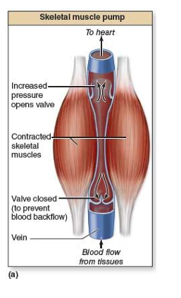 <p>help push blood back to heart, prevent backflow</p>