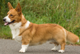 <p>welk type hond is dit</p>