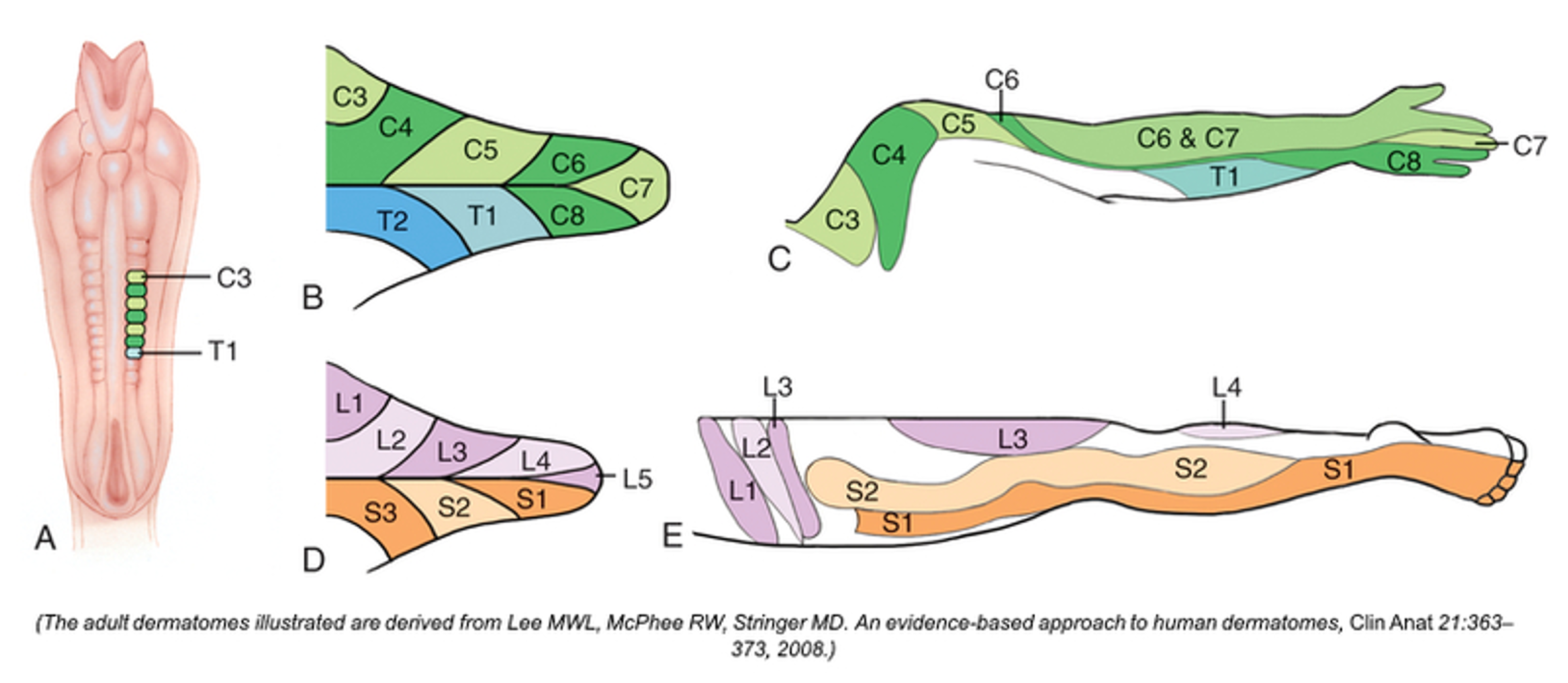 <ul><li><p>arms and legs but out of neural tube</p></li><li><p>start in a stack, but as it turns into fetus, the dermatomes pull each other out (why arms and legs have uneven/warped dermatomes</p></li></ul><p></p>