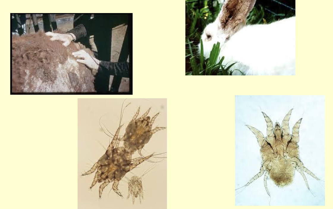<p>What is the genus of this mite?</p>