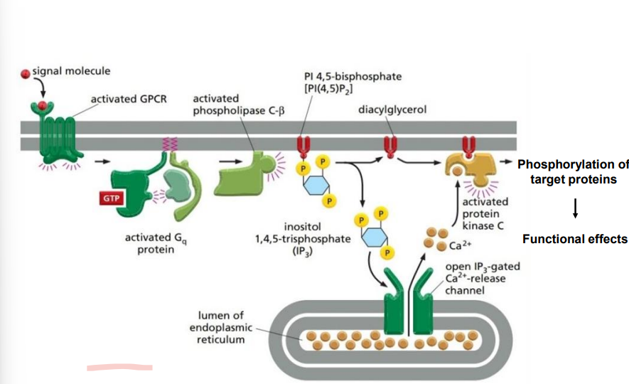 <ul><li><p>bidning of a hormone (first messenger) (e.g. TSH) to its receptor actiavtes a G protein— results ina ctivation of effector protein <strong>phospholipase C</strong></p></li><li><p>hydrolyses <strong>phospatidyl- inositol biphosphate (PIP<sub>2</sub>)</strong> ( a component of the tails of the phospholipid molecules within the membrane)</p></li><li><p>producing IP3 and DAG</p></li><li><p>lipid soluble DAG remains in inner layer of membrane and recruits <strong>protein kinase C (PKC)</strong></p></li><li><p>PKC is a calcium dependent enzyme and phosphorylates many other proteins (protein kinase cascade)</p></li><li><p>IP3 is water soluble and diffuses through the cell binding to the ER and causes calcium channel to open</p></li><li><p>calcium flows out of ER down its concentration gradient into the cytosol</p></li></ul><p></p>