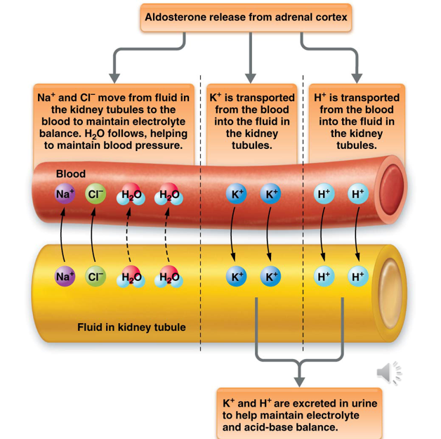 <ul><li><p>Regulates the concentration of certain electrolytes (Na<sup>+</sup> & K<sup>+</sup>) in body fluids, blood pH, and blood pressure </p></li><li><p>Aldosterone released </p><ul><li><p>Na<sup>+</sup> & Cl<sup>-</sup> move from kidneys to blood to maintain electrolyte balance. H<sub>2</sub>O follows, helping maintain BP</p></li><li><p>K<sup>+</sup> transported from blood to the kidneys </p></li><li><p>H<sup>+</sup> transported from blood to the kidneys </p></li></ul></li><li><p>K<sup>+</sup> and H<sup>+</sup> are both excreted in urine </p></li></ul><p></p>