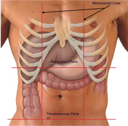 <p>transpyloric plane</p>