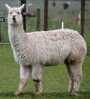 <p>type of alpaca, “wooly”, about 92% are this type</p>