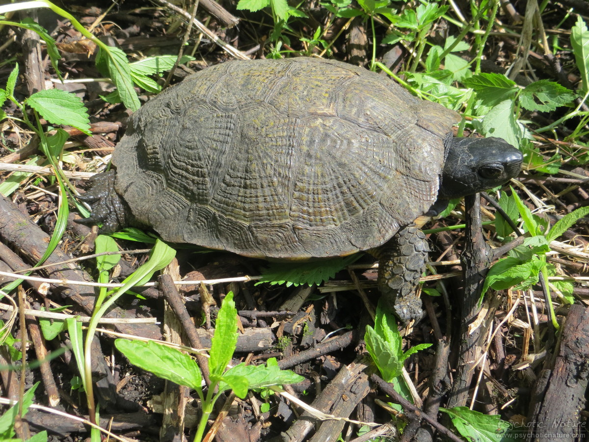 <p>Wood Turtle</p>