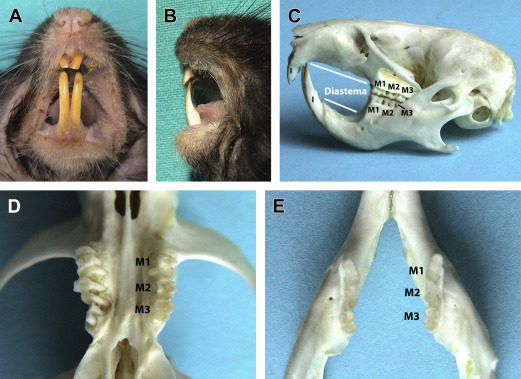 <p>A ________ is a gap between teeth (Ex: Beaver, Horses, Rabbits)</p>