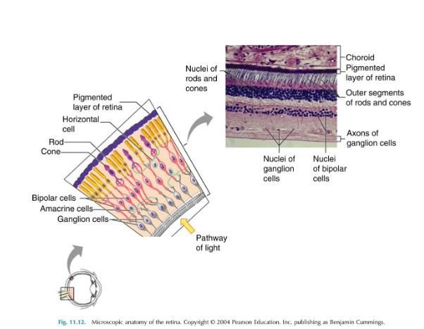 <p>What are the two layers of the retina</p>