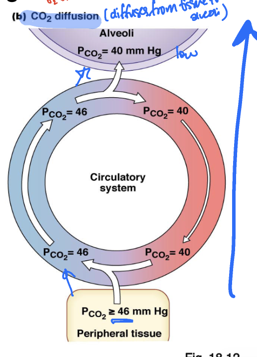 <p>peripheral tissue → blood →  alveoli (lungs)</p>