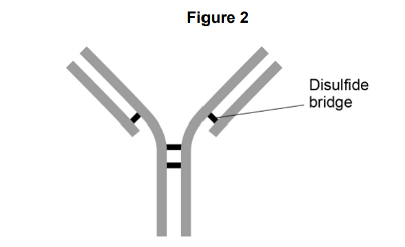 <p><strong>Figure 2 </strong>shows the structure of an antibody</p><p>Label <strong>Figure 2 </strong>with an X (1) </p>