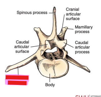 <p>Q: In the lumbar vertebrae, the …… are directed cranially and slightly ventrally. </p><p>A. spinous process </p><p>B. transverse process </p><p>C. articular process </p><p>D. mamillary process</p>