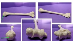 <p>smooth, round, expanded feature (multiple examples are indicated)</p>
