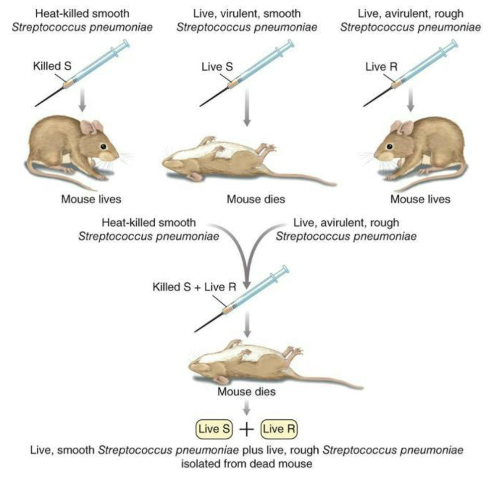 <ul><li><p>The Griffith Experiment (1920s): One of the earliest evidence that DNA may be the hereditary information in the cell</p></li></ul><p><u>Image</u></p><p><strong>Bacterial strains</strong></p><ul><li><p>S strain (smooth): Has polysaccharide capsule, Virulent (causes disease)</p></li><li><p>R strain (rough): No capsule, Avirulent (non-disease causing)</p></li></ul><p><strong>Experimental results</strong></p><ol><li><p>Heat-killed S strain → Mouse lives</p><ul><li><p>Bacteria are dead → no infection.</p></li></ul></li><li><p>Live S strain → Mouse dies</p><ul><li><p>Capsule protects bacteria from immune system → infection.</p></li></ul></li><li><p>Live R strain → Mouse lives</p><ul><li><p>No capsule → immune system destroys bacteria.</p></li></ul></li><li><p>Heat-killed S + Live R → Mouse dies</p><ul><li><p>Unexpected result.</p></li><li><p>Live S bacteria recovered from mouse.</p></li></ul></li></ol><p><strong>Key conclusion</strong></p><ul><li><p>DNA from dead S bacteria → taken up by R bacteria → R becomes virulent S.</p></li></ul><p><strong>Biological significance</strong></p><ul><li><p>Demonstrated bacterial transformation (genetic information transfer).</p></li><li><p>Suggested heritable traits can be transferred between cells.</p></li><li><p>Transformation: uptake of foreign DNA by a bacterial cell that changes its phenotype.</p></li></ul><p></p>