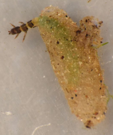 <p>Very small; case laterally flattened, slightly translucent, made of minute sand grains - like a little seed or egg case; case</p>
