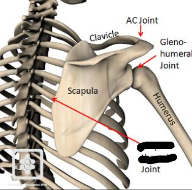 <p>What joint is this within the <strong>Upper-Appendicular Skeleton?</strong></p>