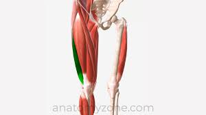<p>Extends knee</p>